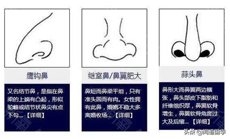 鼻子運勢|面相學之鼻型解析、全面解讀鼻子與命運